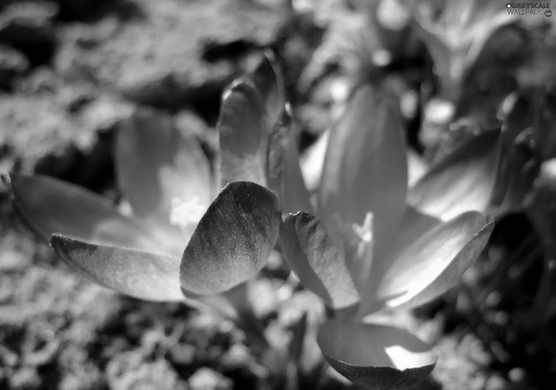 purple, crocuses