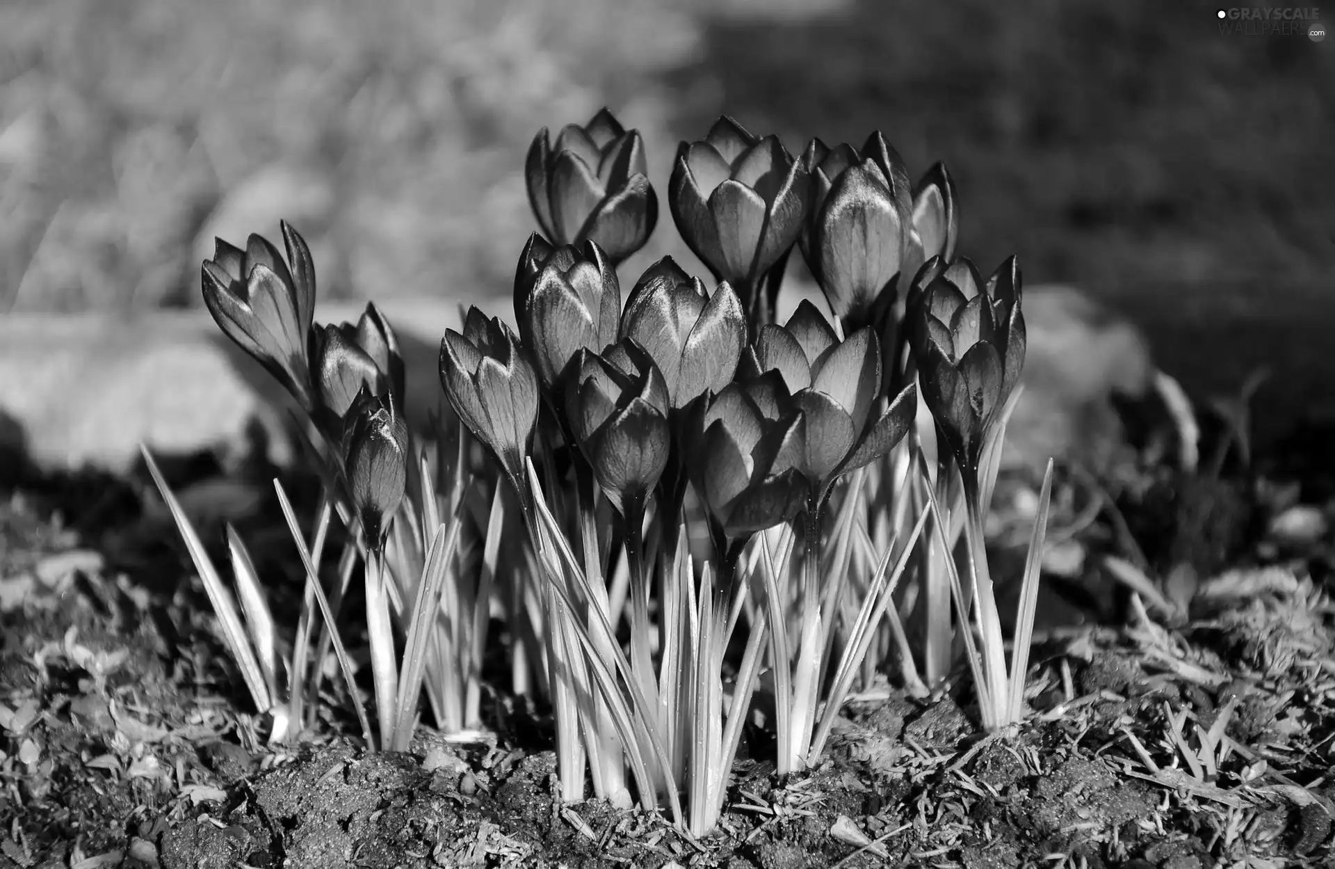 purple, crocuses