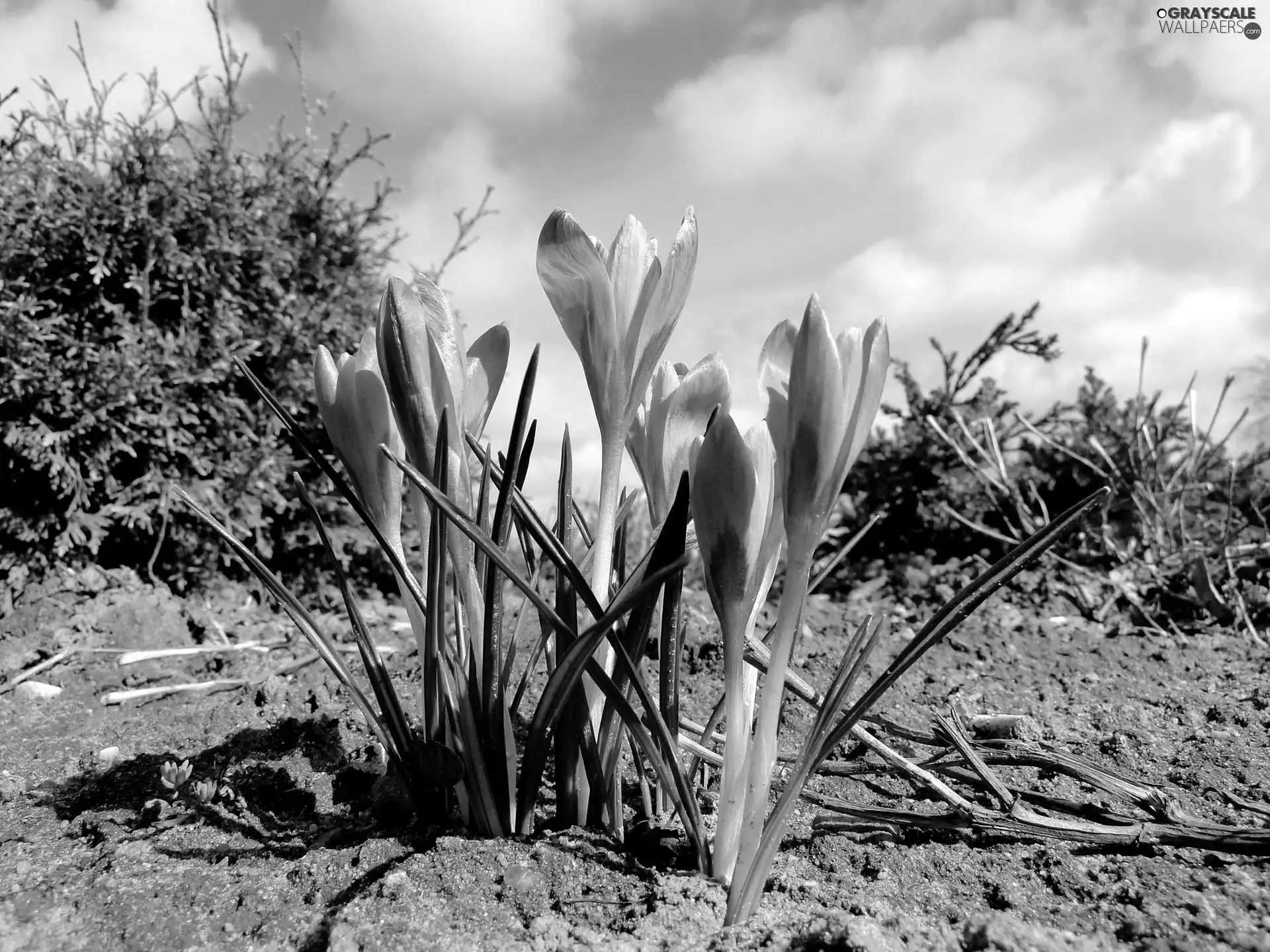 purple, crocuses