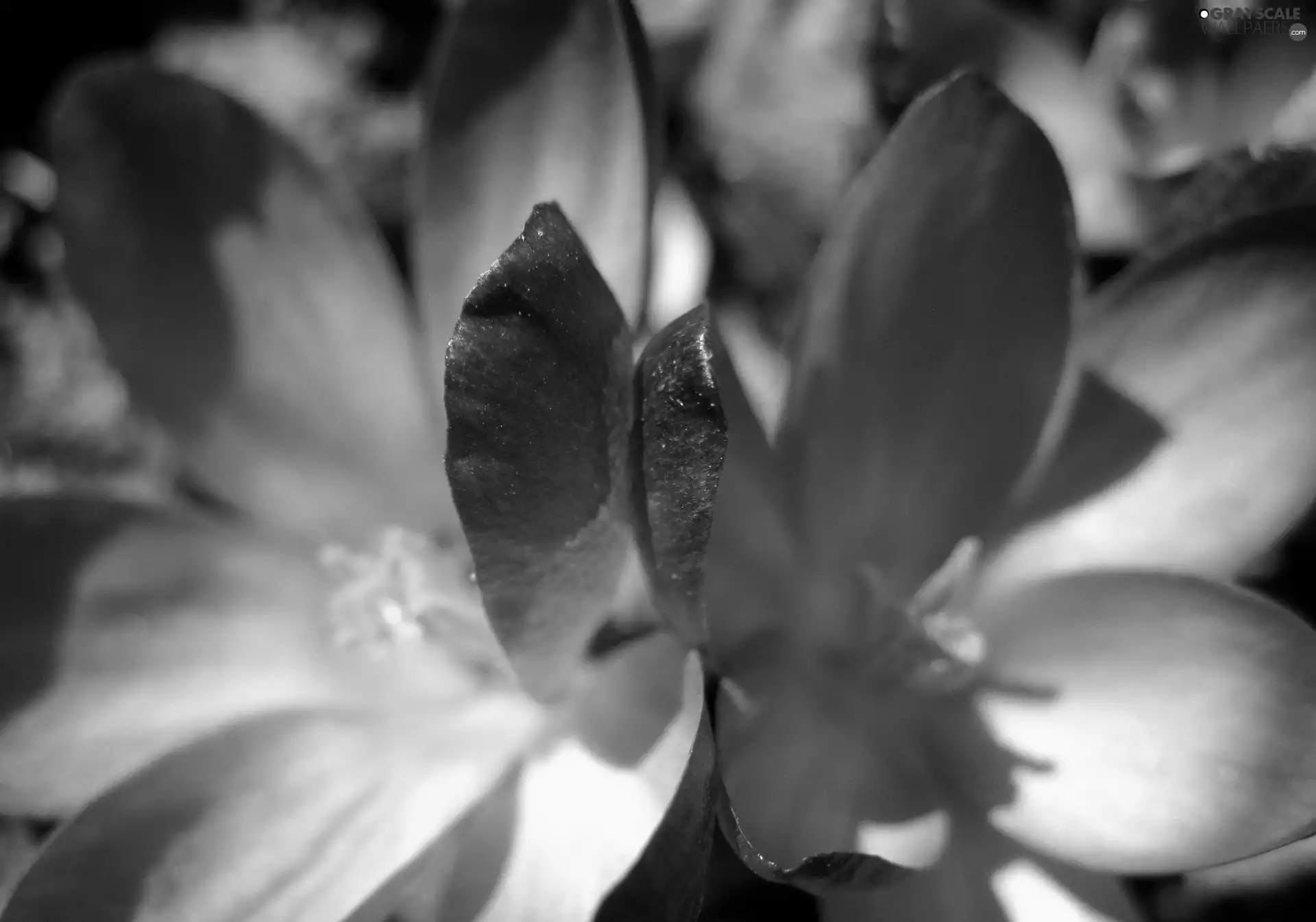 purple, crocuses