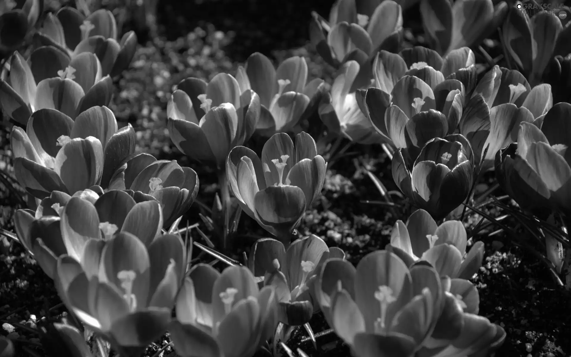 crocuses, Flowers, purple