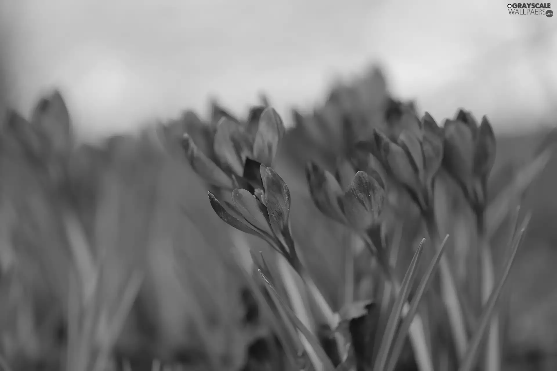 purple, cluster, rapprochement, crocuses