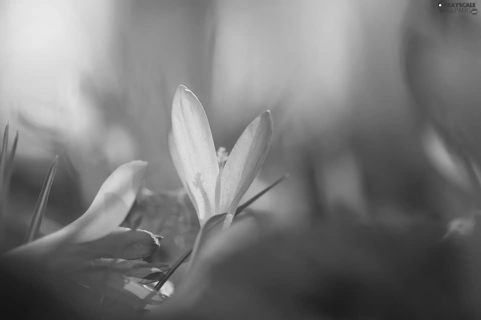 purple, Flowers, Spring, crocuses