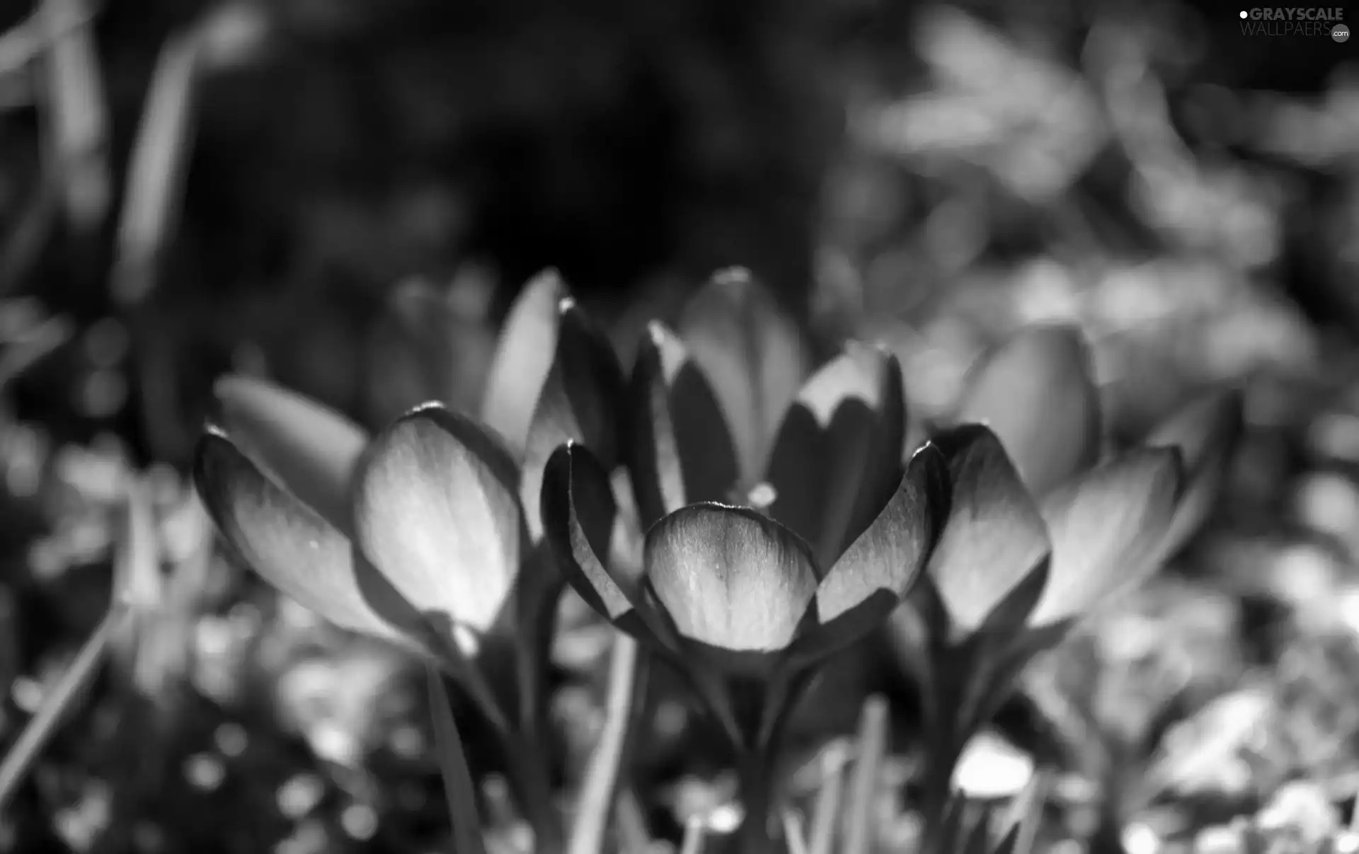 purple, crocuses