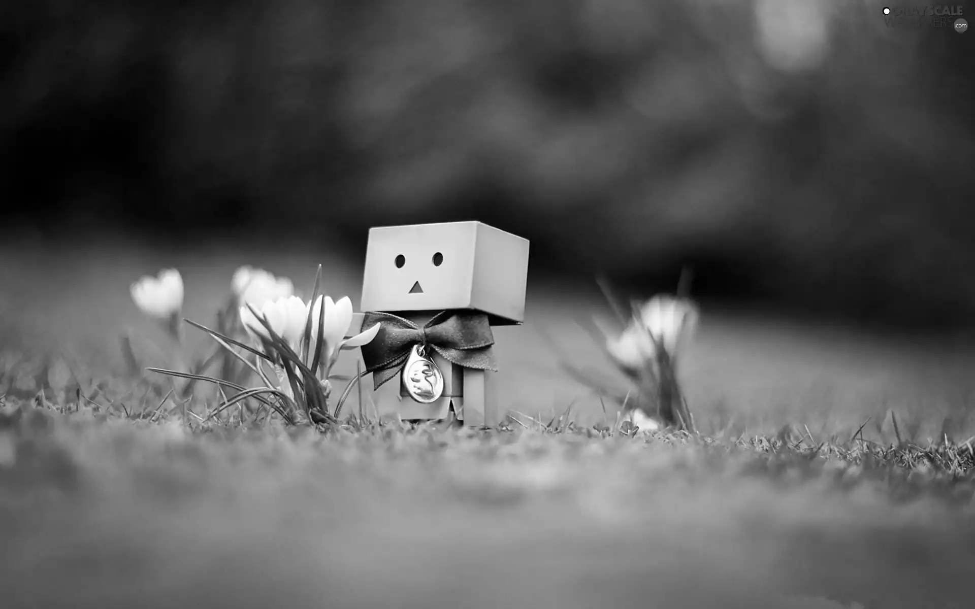 Spring, Lawn, crocuses, Danbo