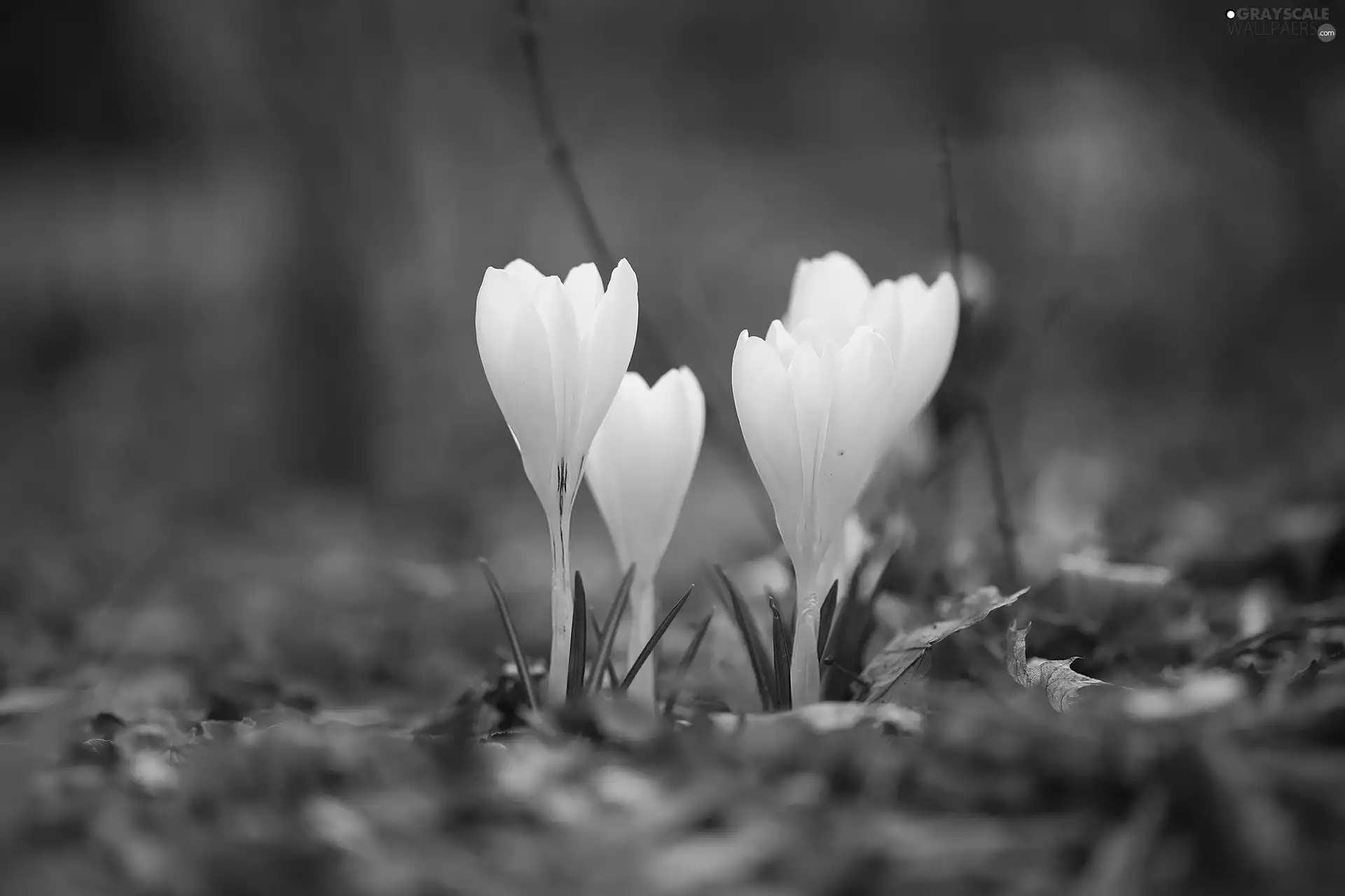 White, Flowers, Spring, crocuses