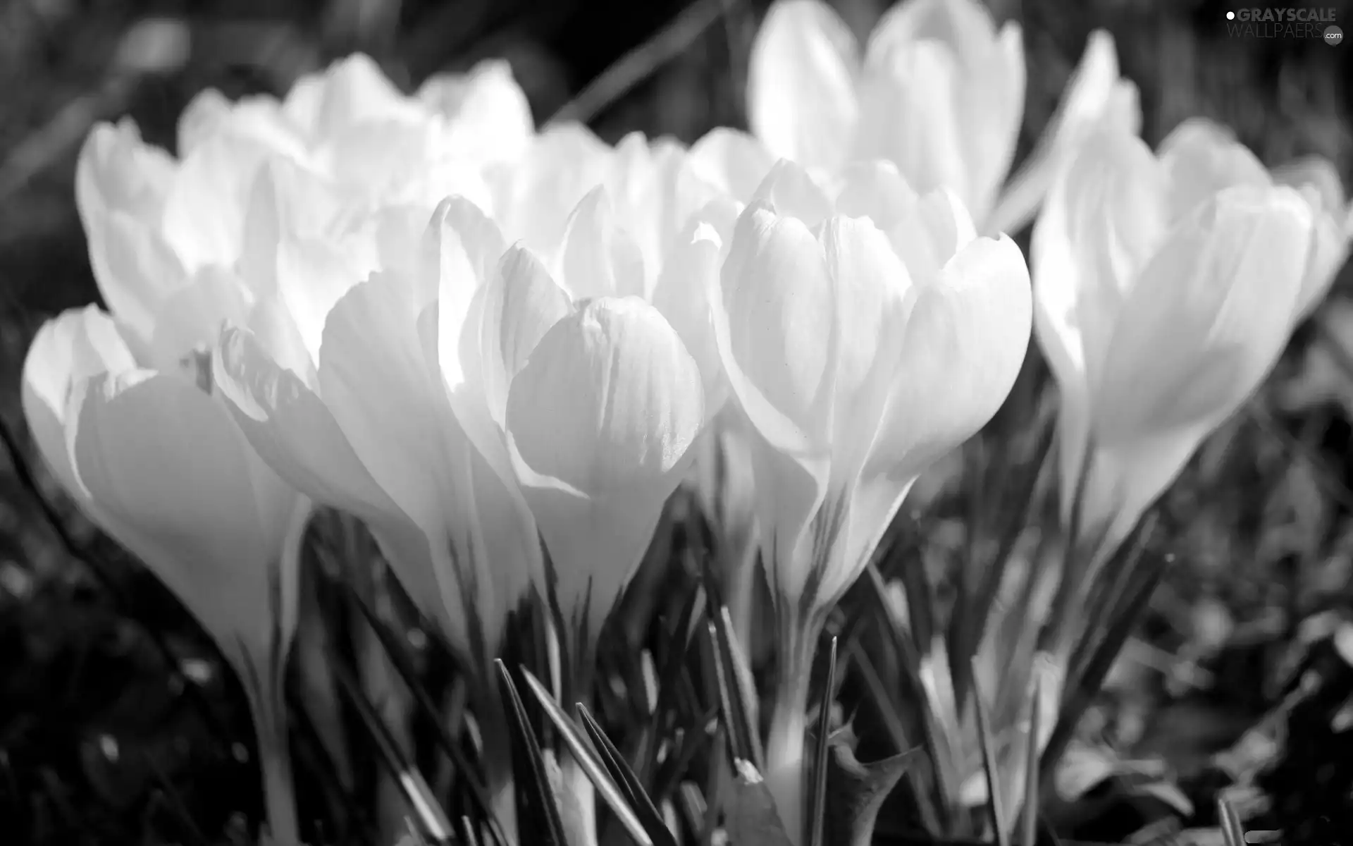 White, crocuses