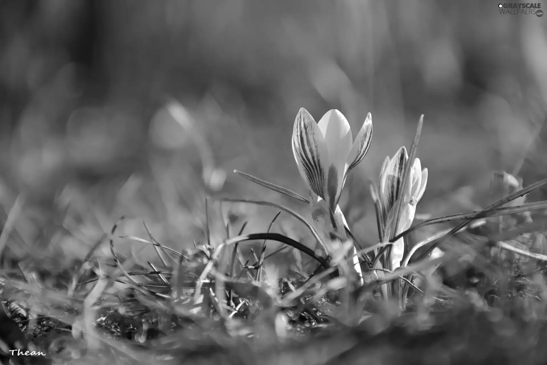 Yellow, crocuses