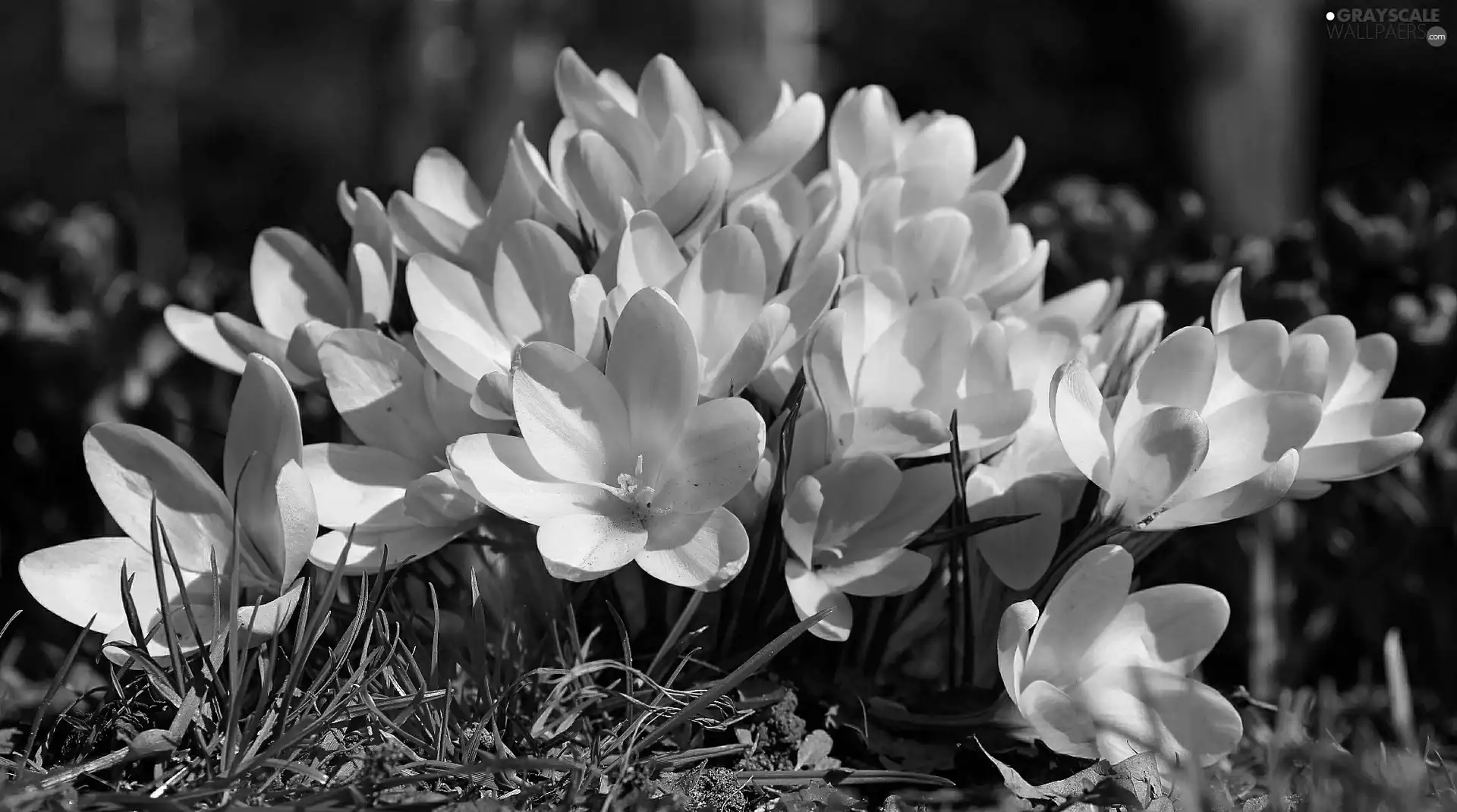 Yellow, crocuses