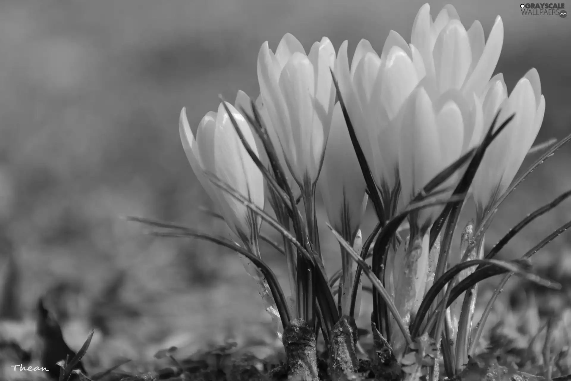 Yellow, crocuses