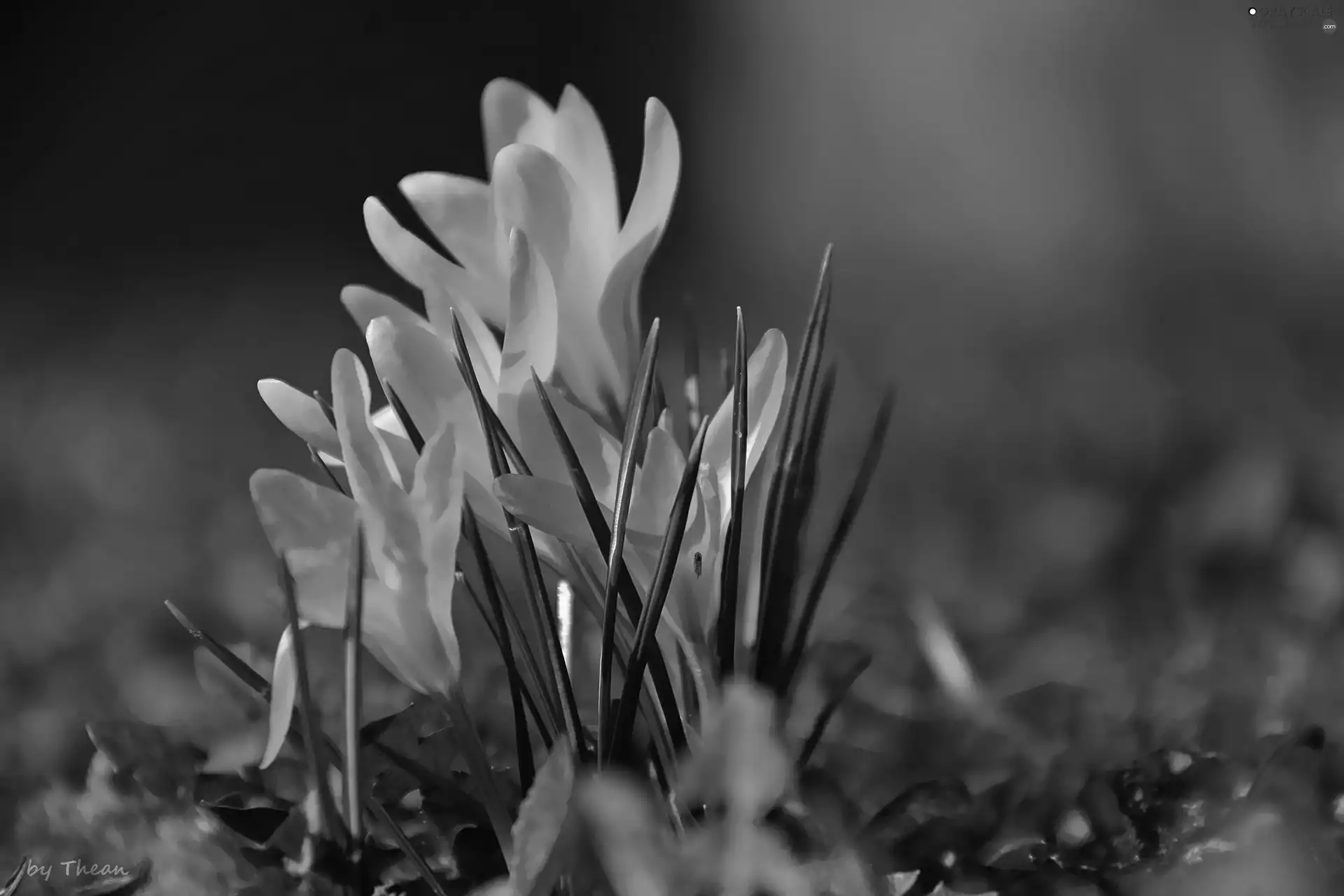 Yellow, crocuses