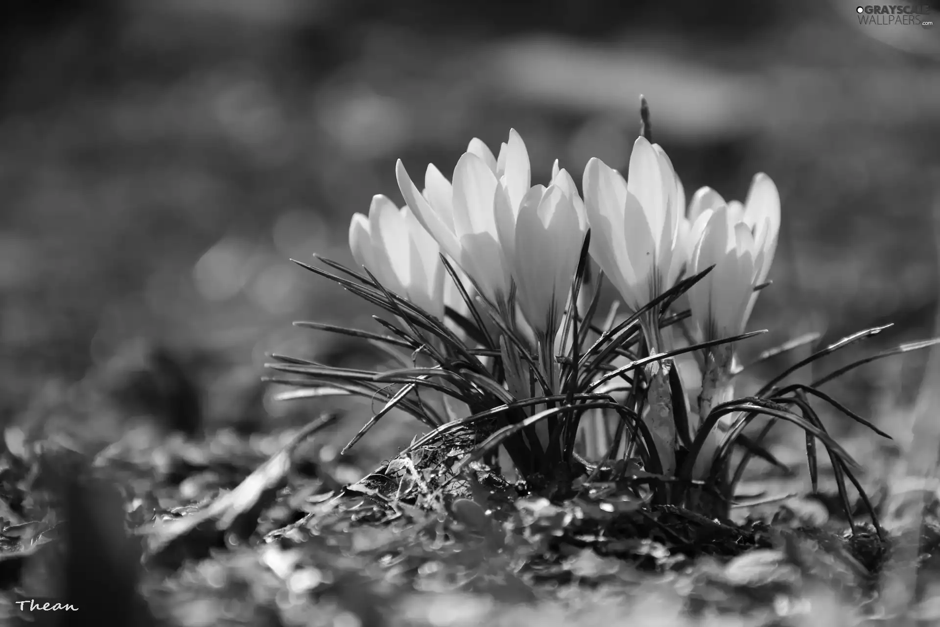 Yellow, crocuses