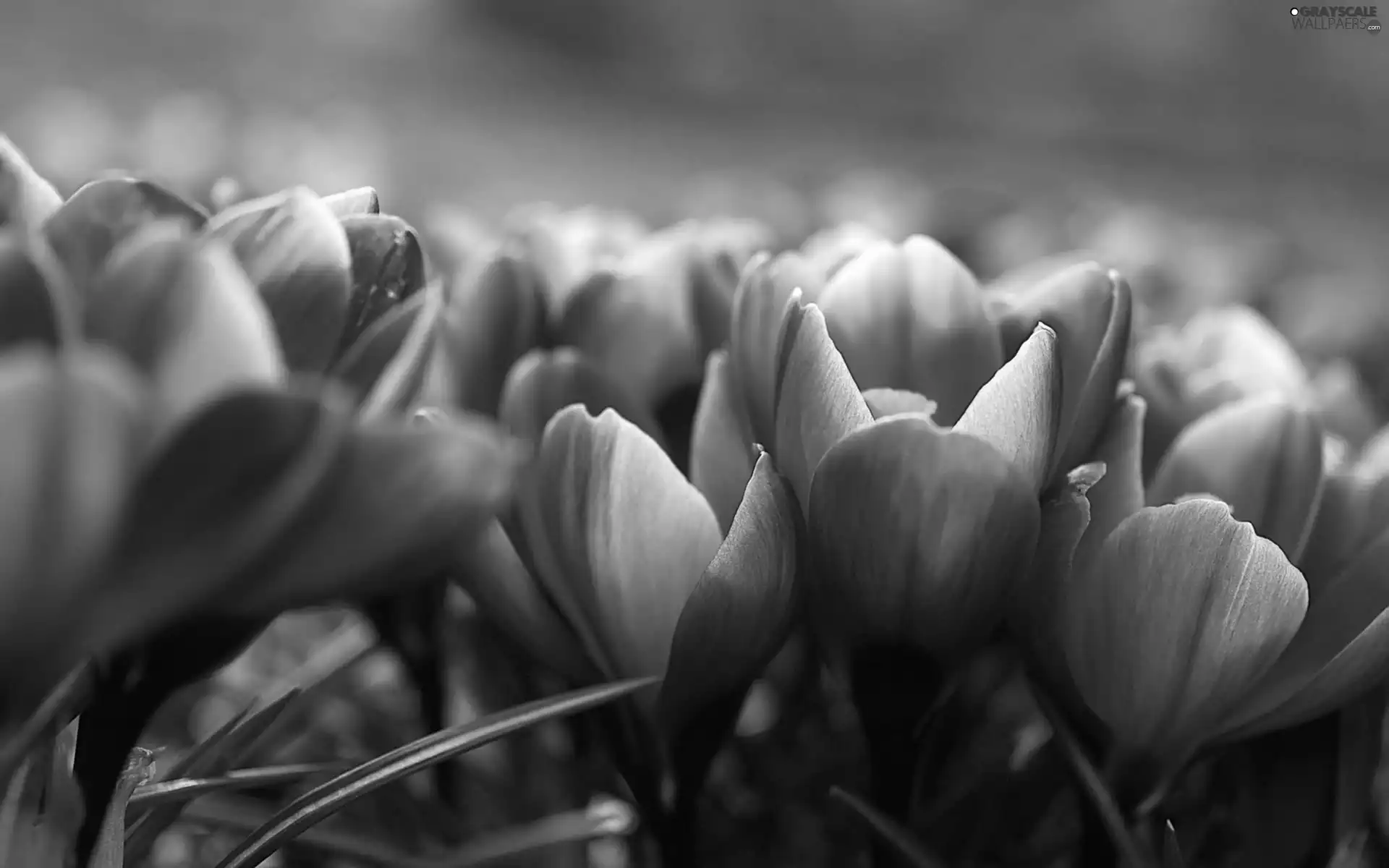 crocuses