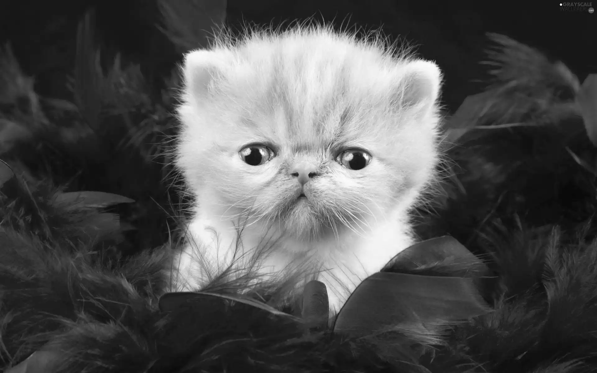 cross-eyed, kitten