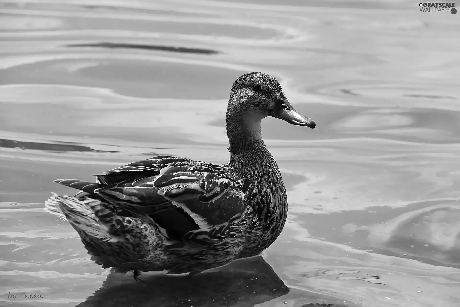 duck, crossing