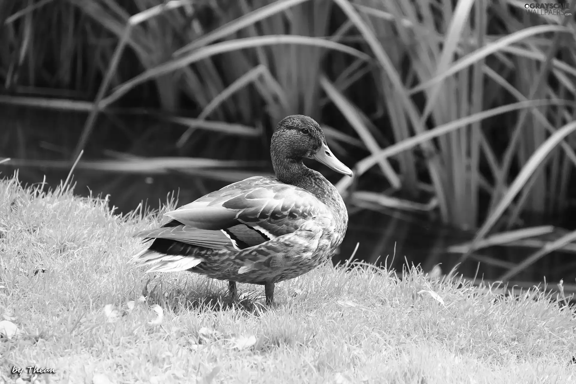 duck, crossing