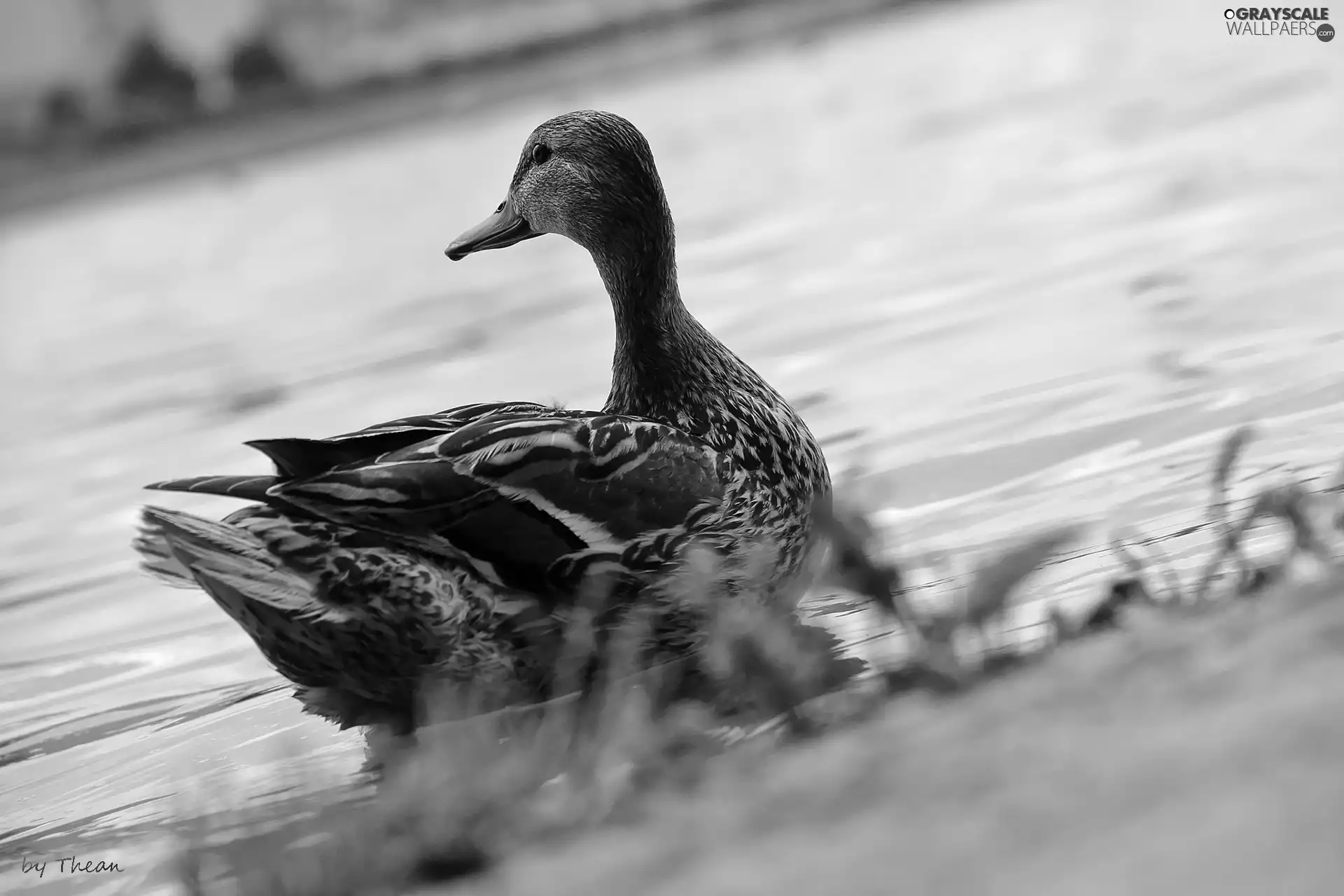 duck, crossword