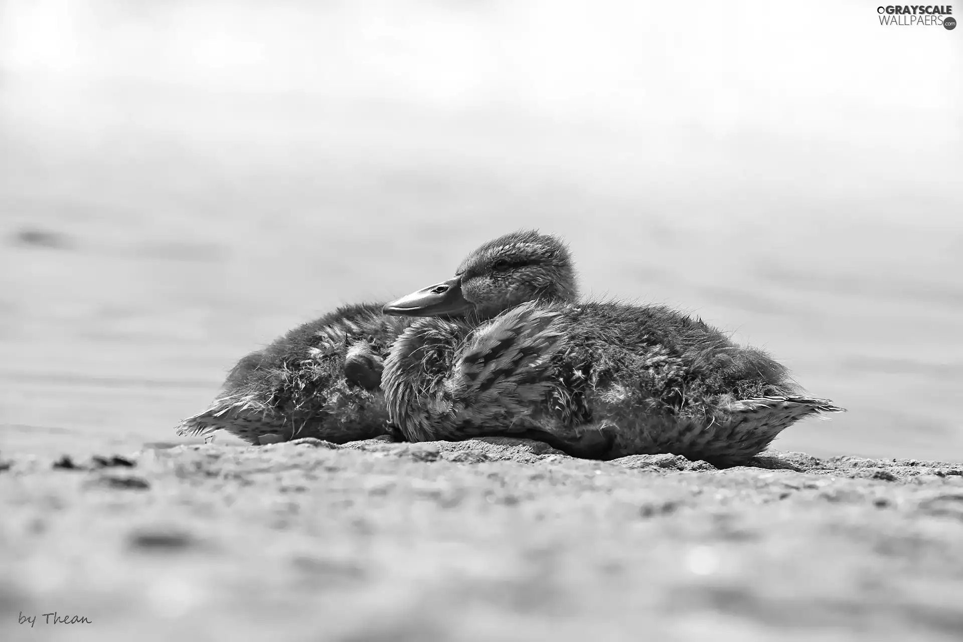 Crosswords, young, ducks