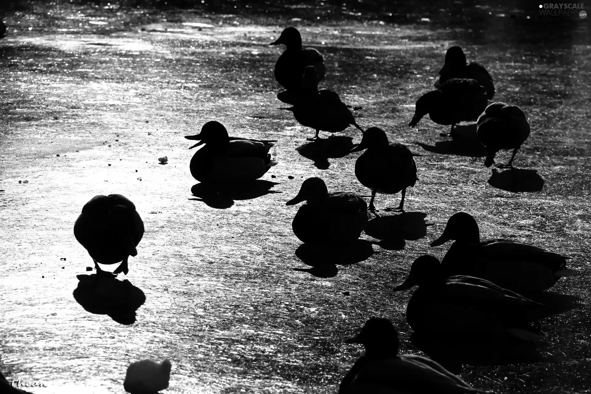ducks, Crosswords