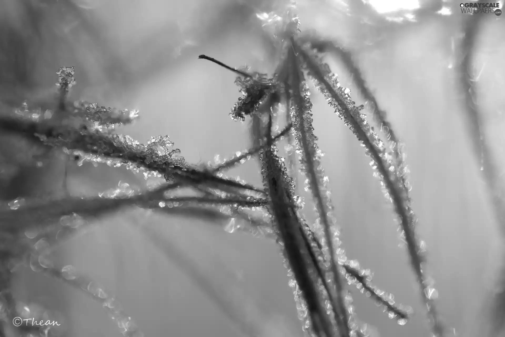 crystals, ice, blades, Plants, frozen