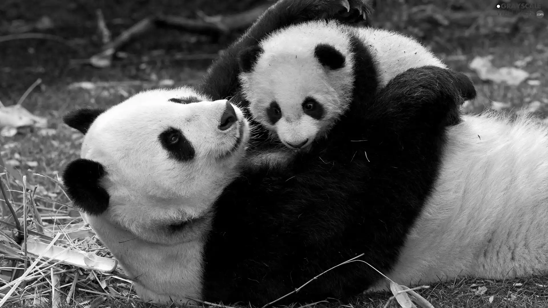 cuddled, pandas, young