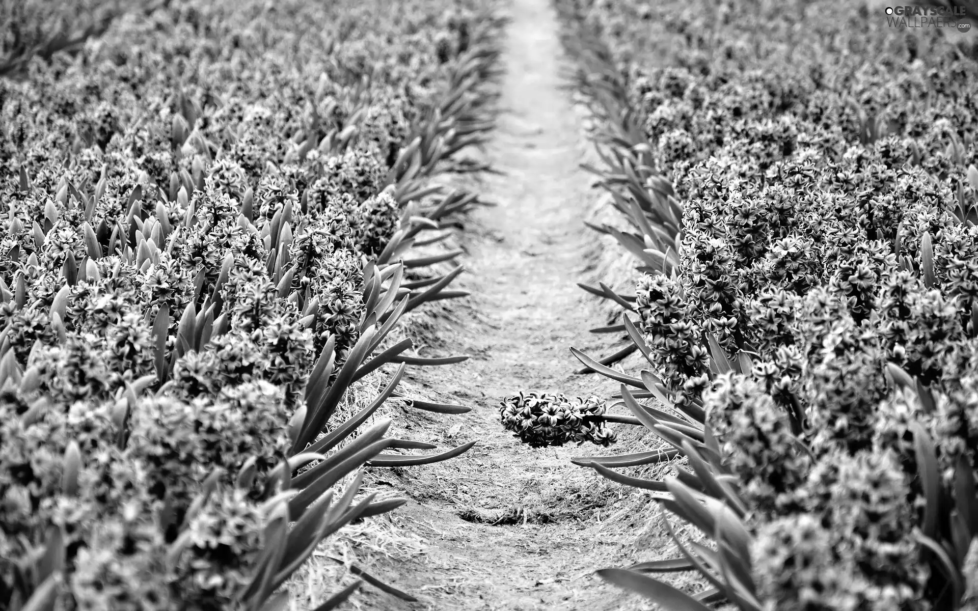 Hyacinths, cultivation
