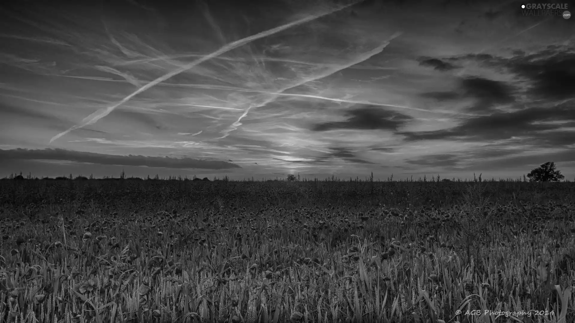 papavers, sun, cultivation, west