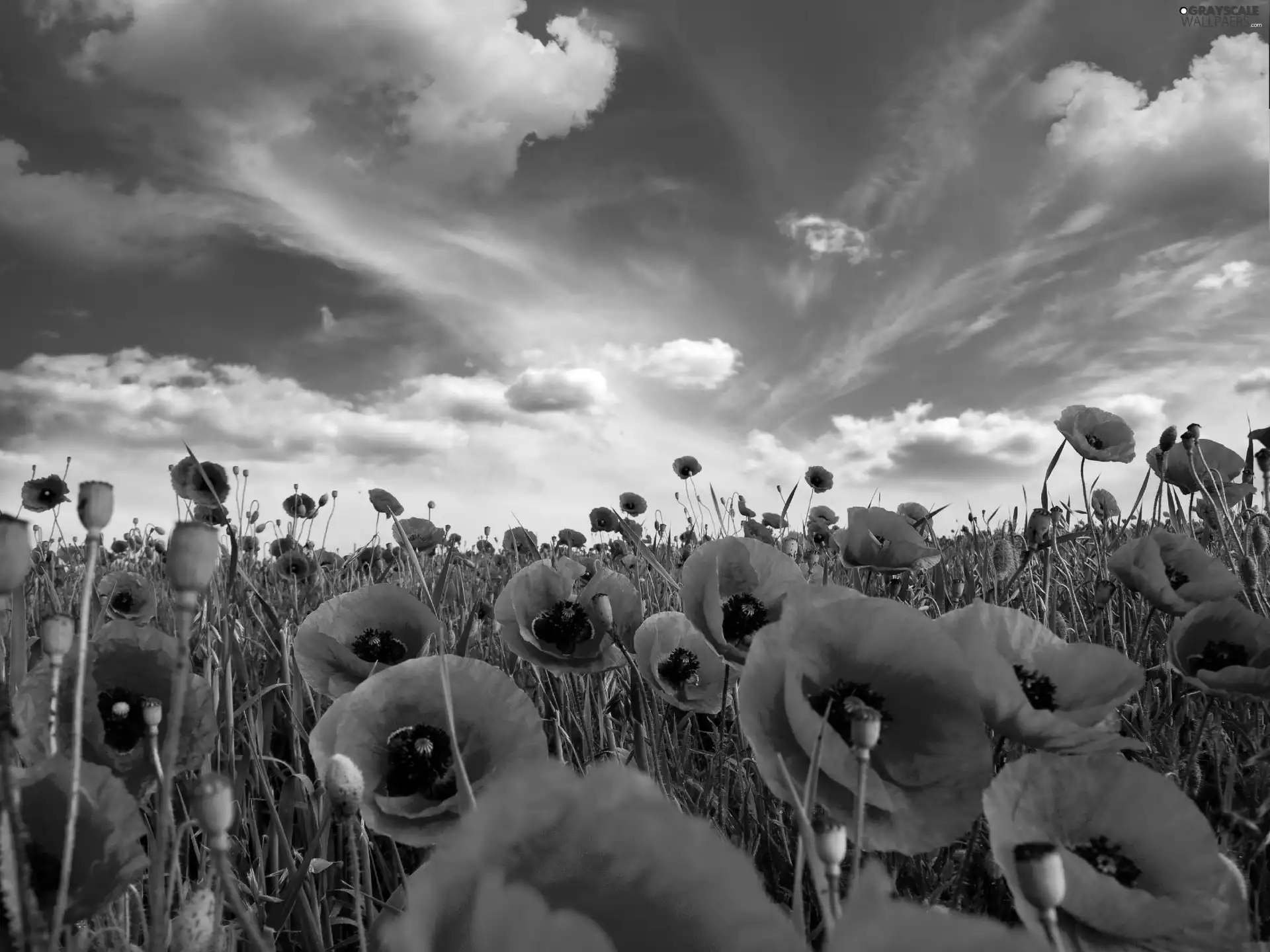 cultivation, papavers, Sky