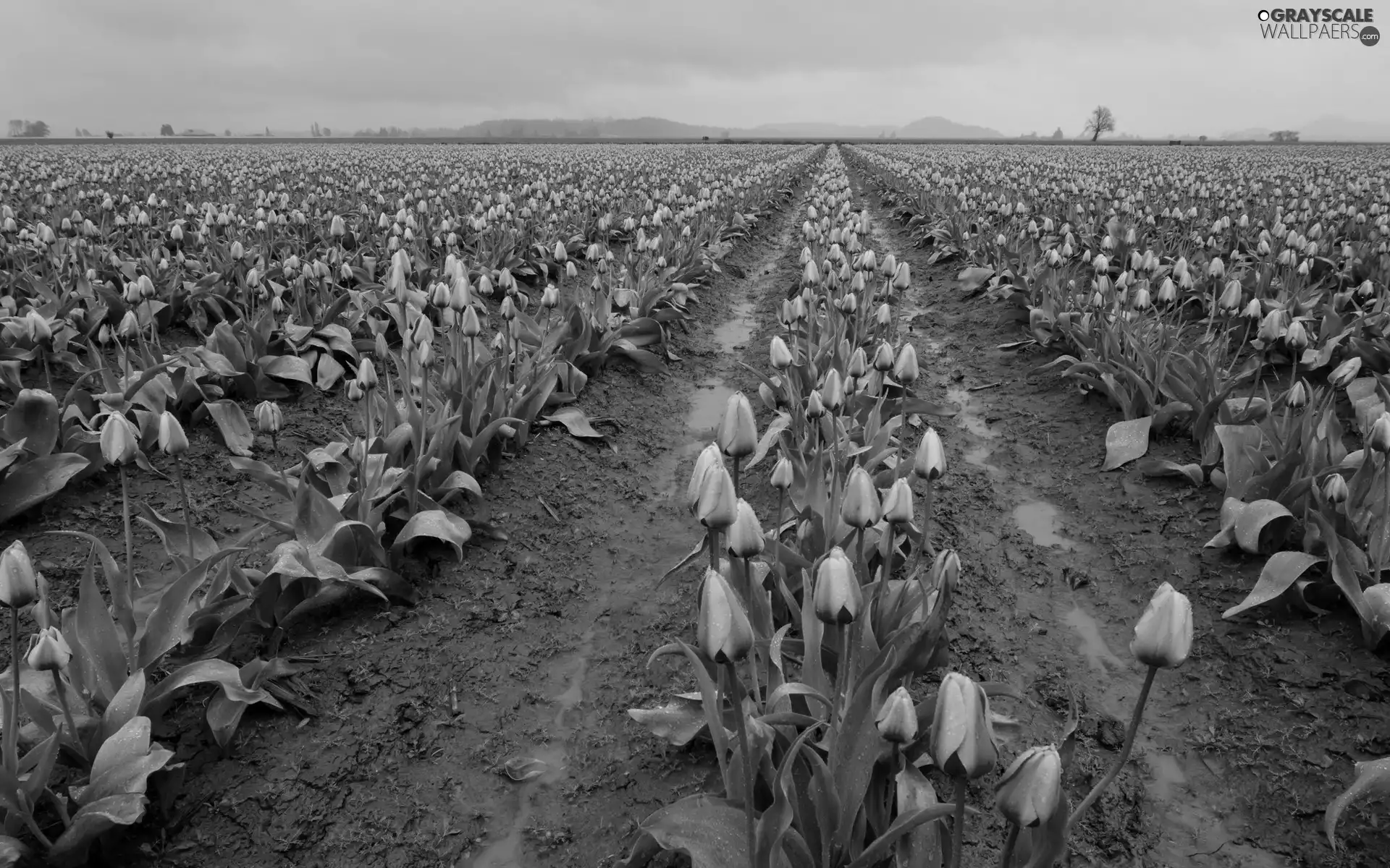 cultivation, Pink, Tulips