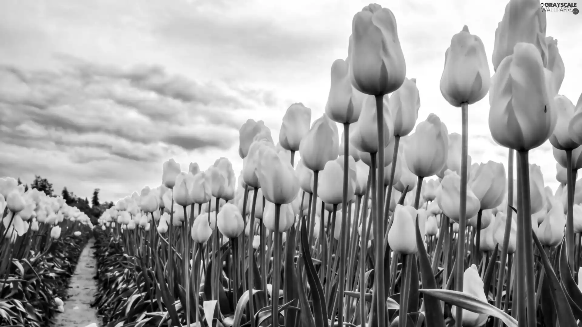 cultivation, Yellow, Tulips