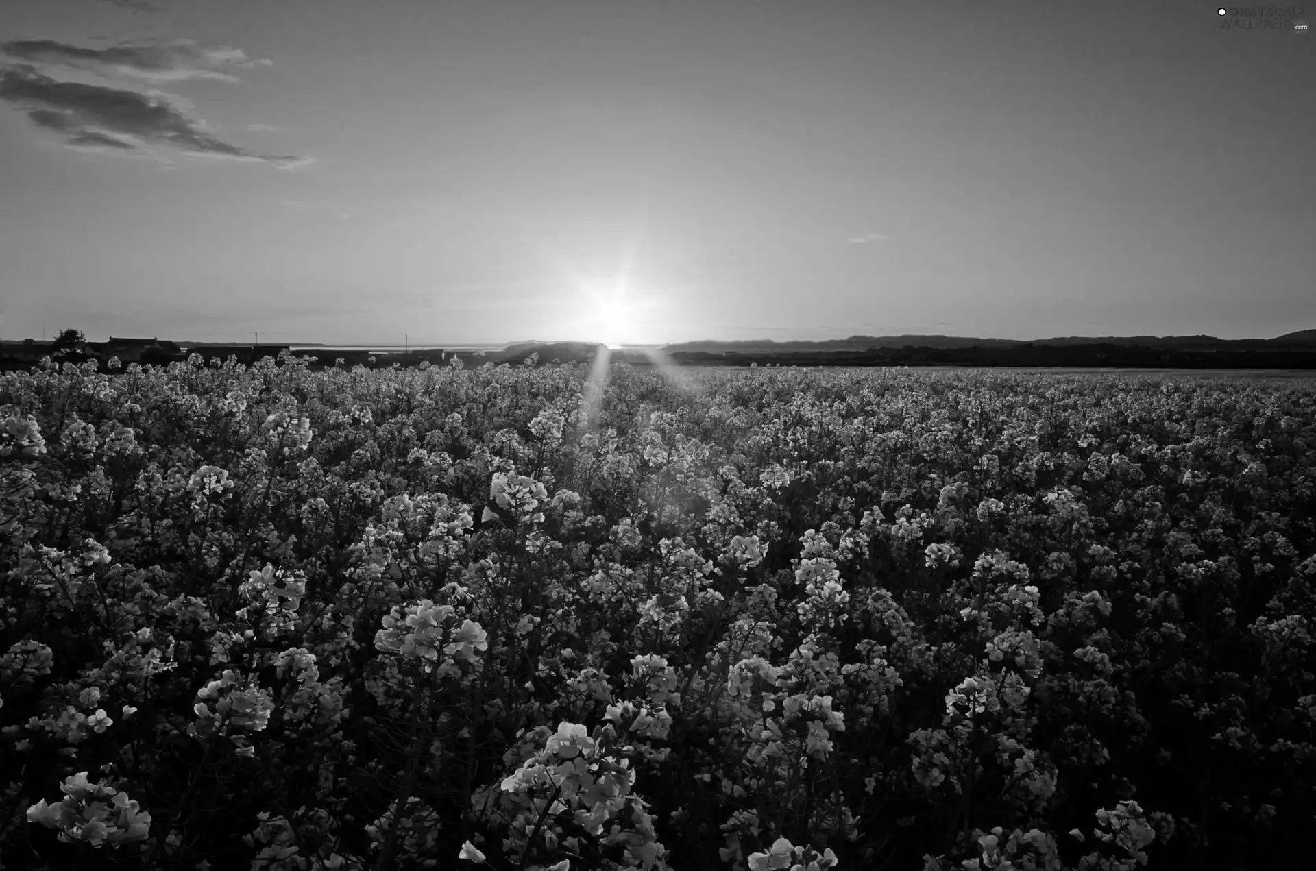 west, Flowers, cultivation, sun