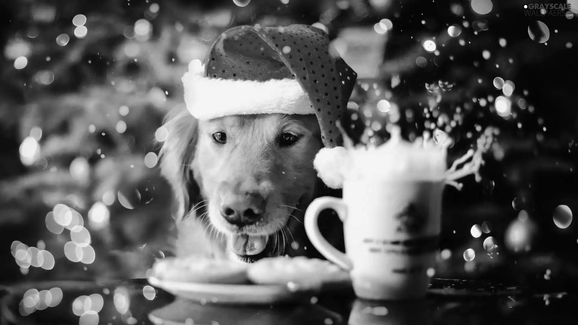 Nicholas, Cup, Golden Retriever, Hat, dog