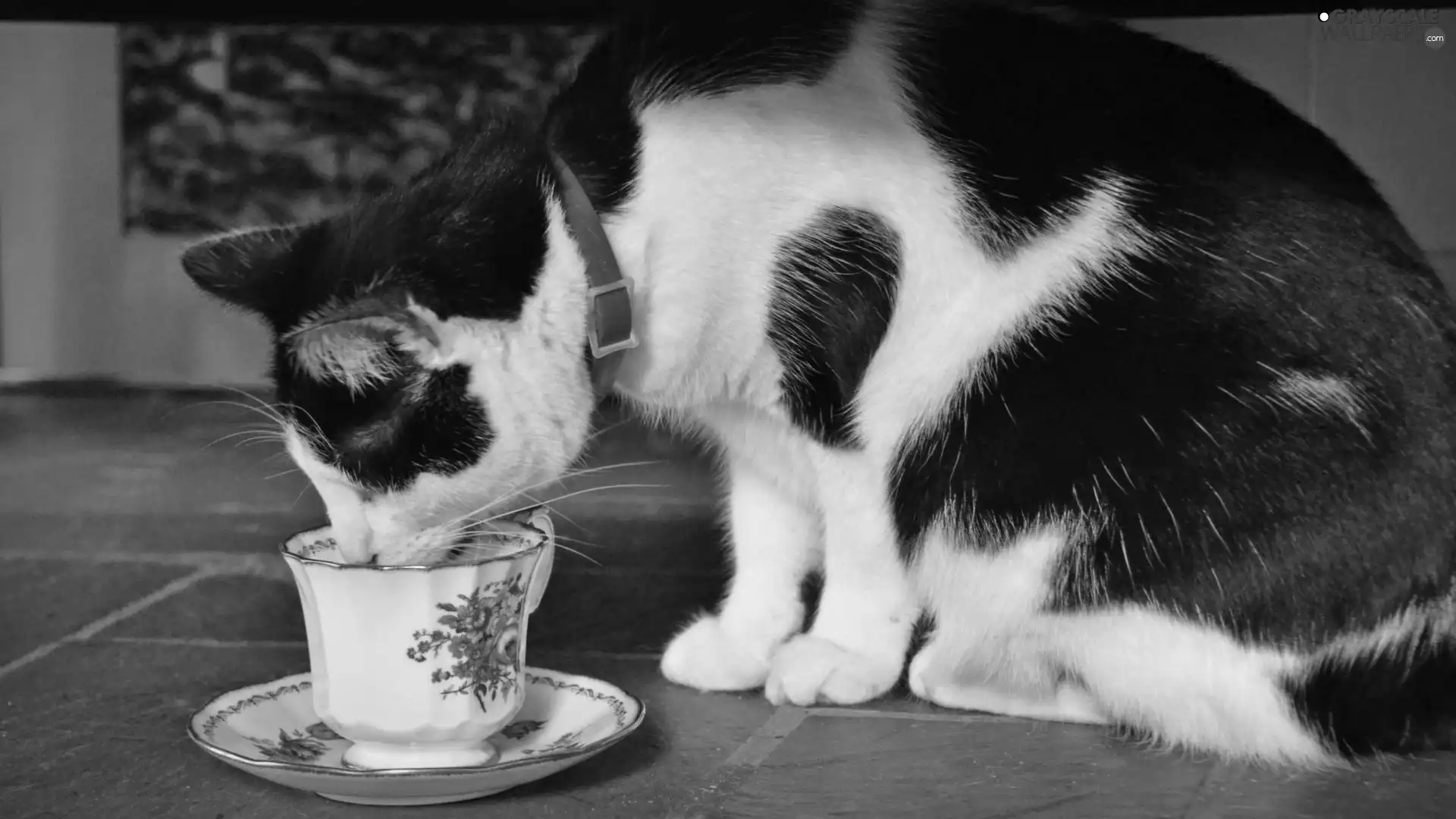 kitten, cup