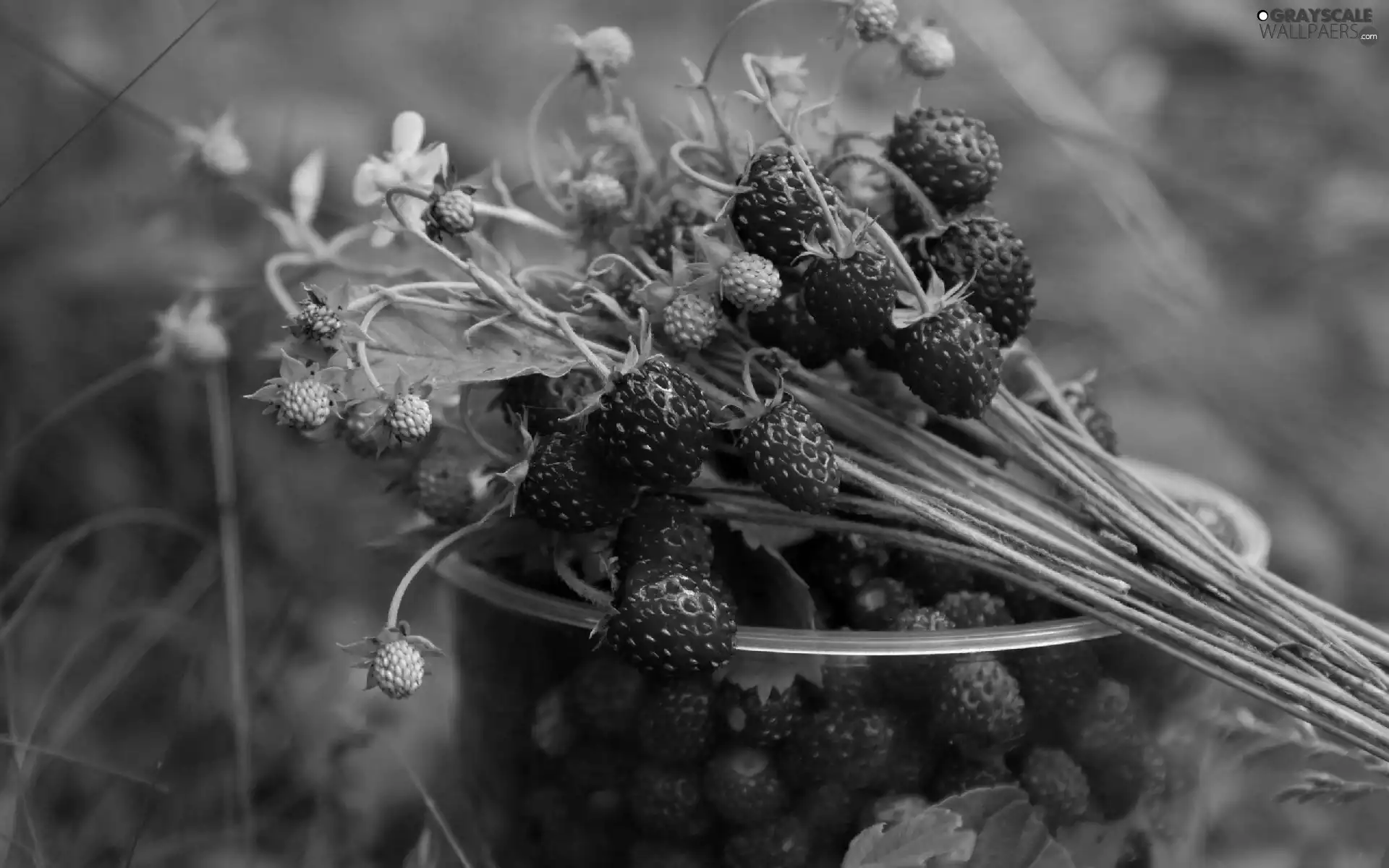 Strawberries, Cup