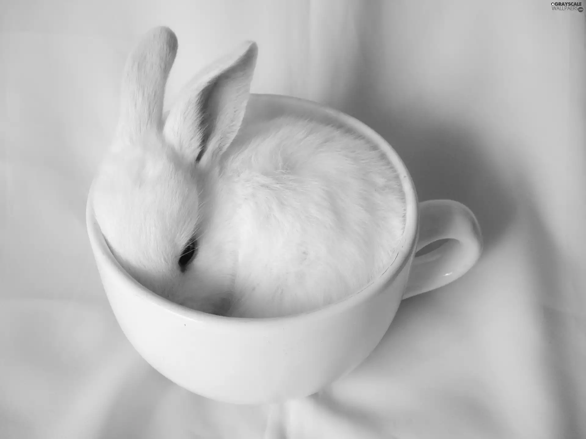 White, White, cup, Bunny