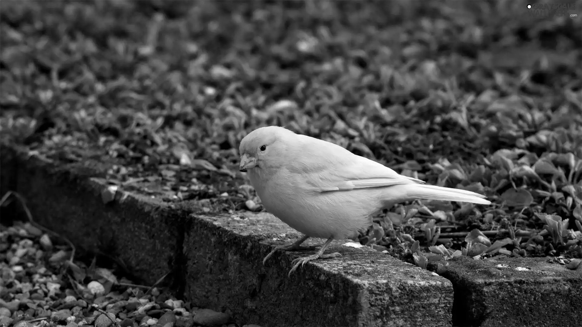 canary, curb