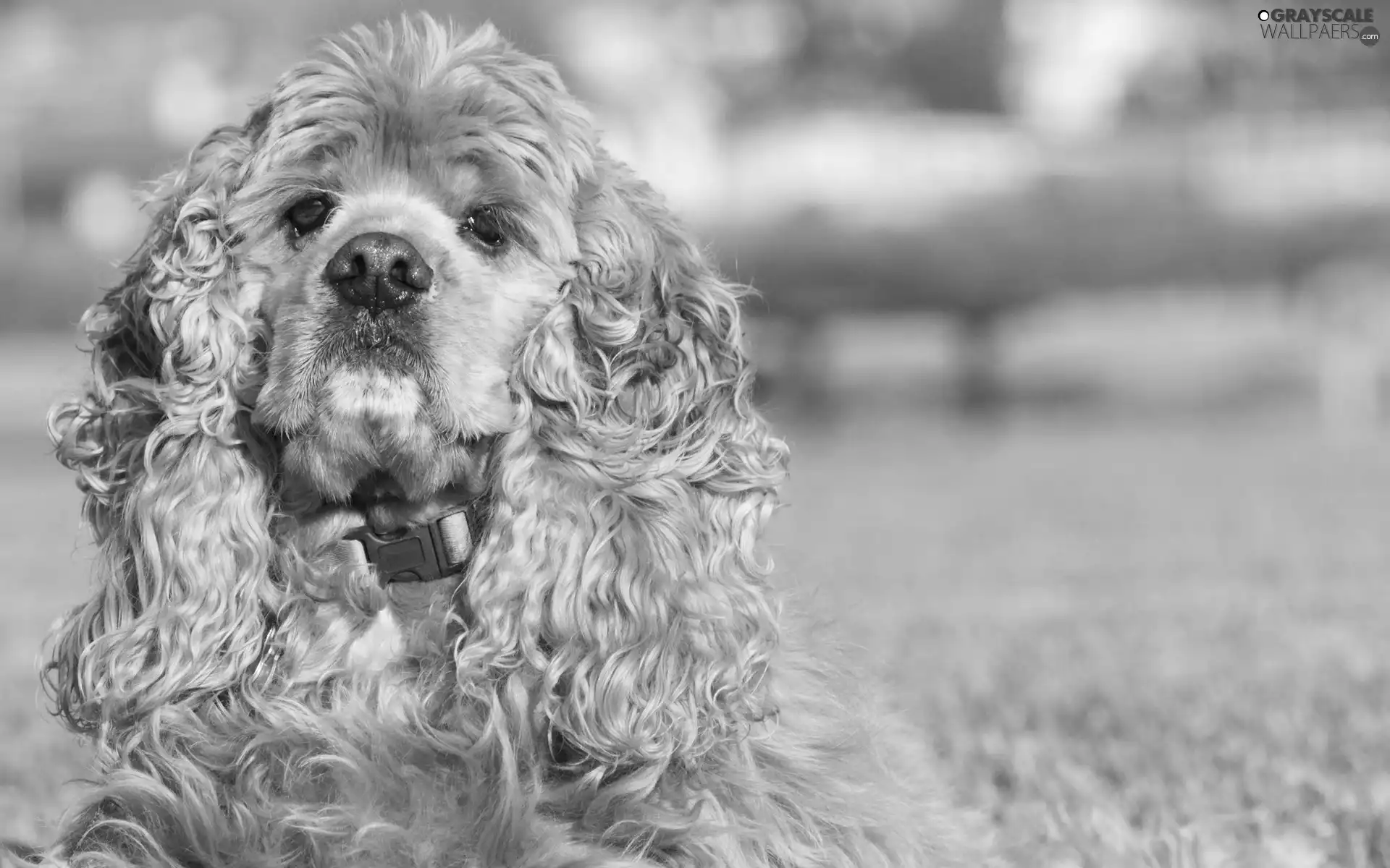 hair, American Spaniel, curly