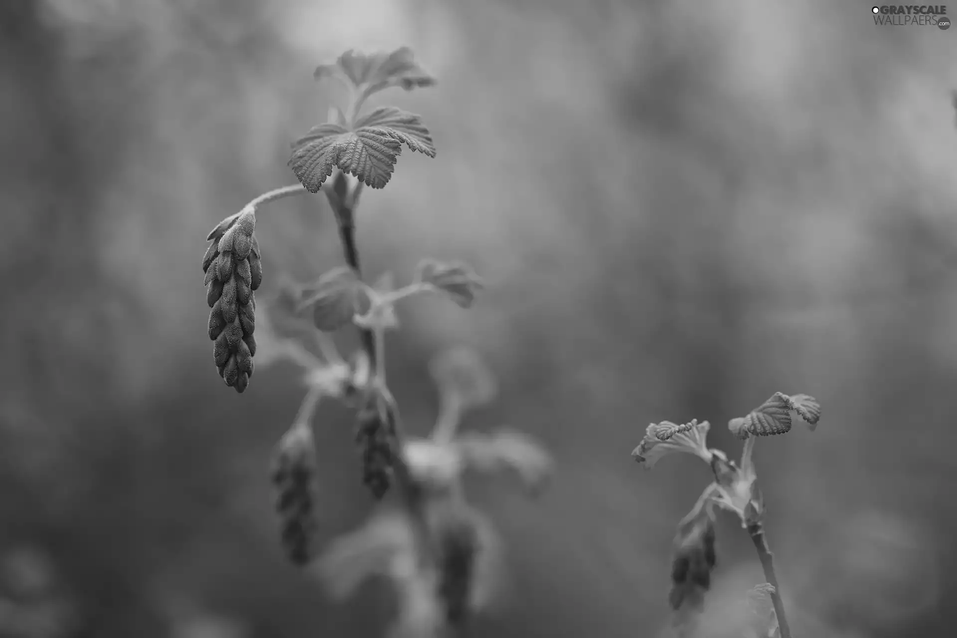 Bloody Currant, Buds, Bush, Flowers