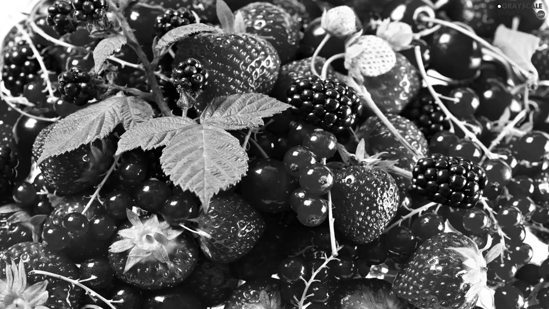 Fruits, blackberries, currants, strawberries