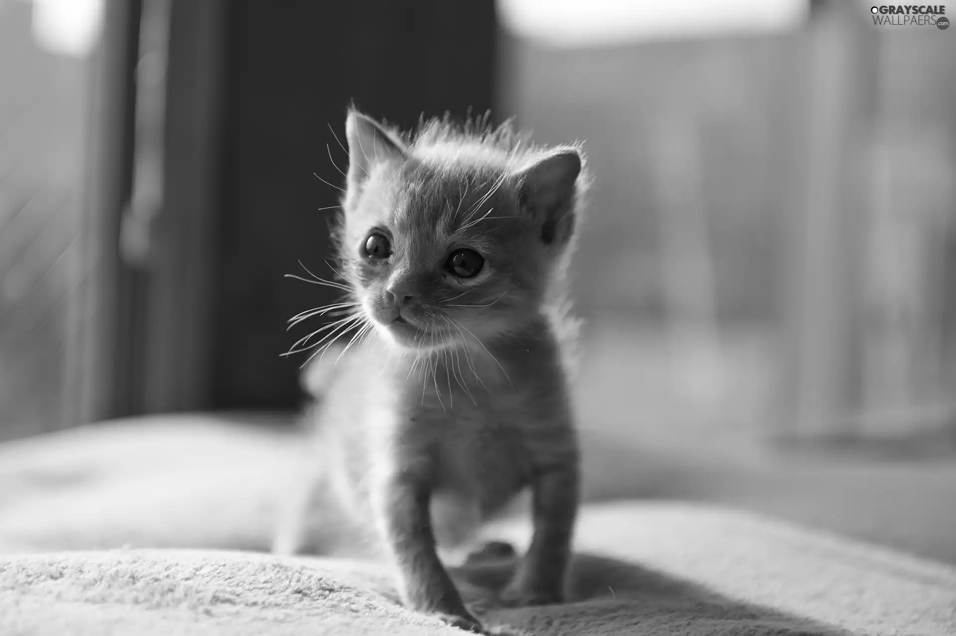 curves, feet, ginger, kitten, small