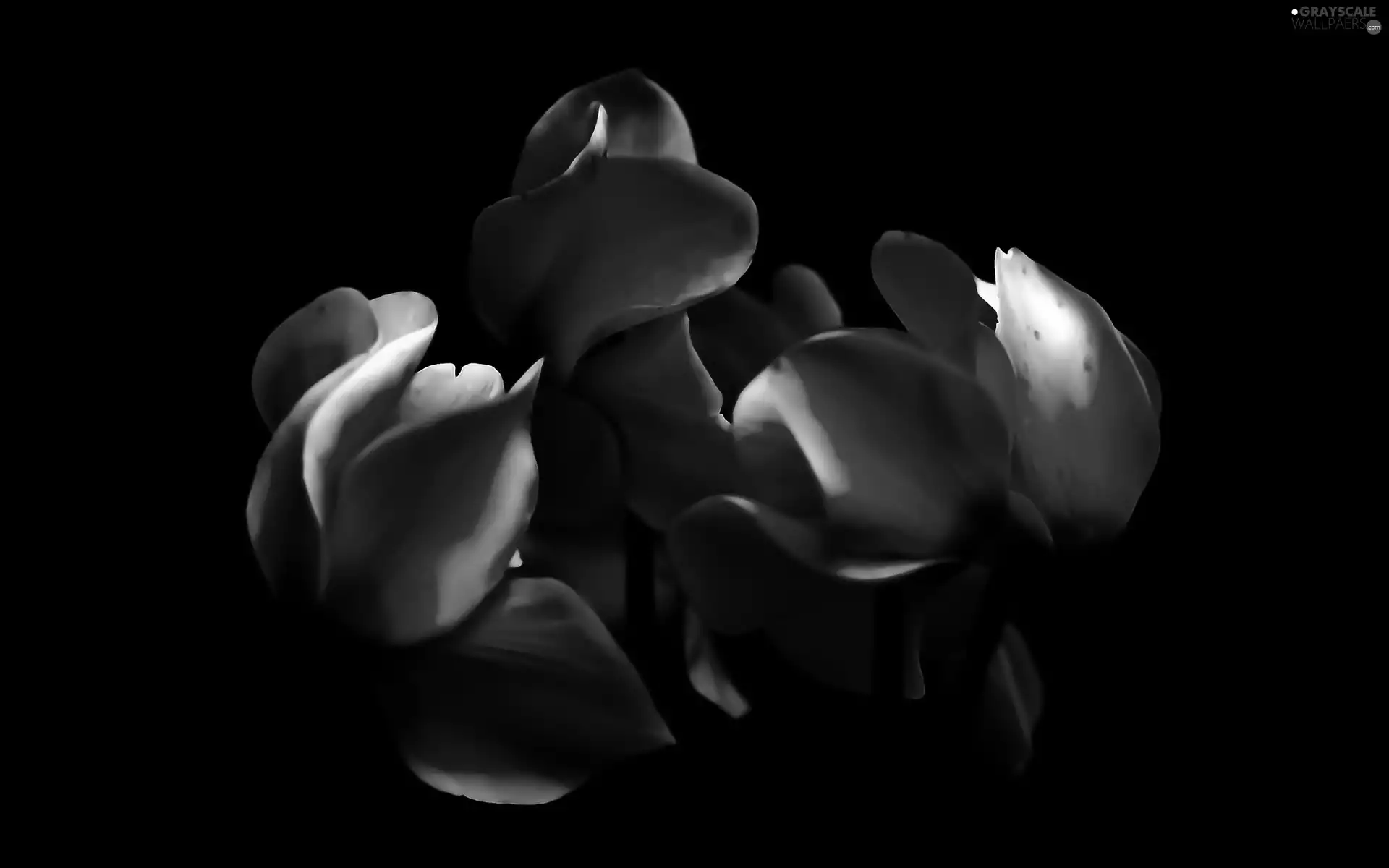 Red, Cyclamen