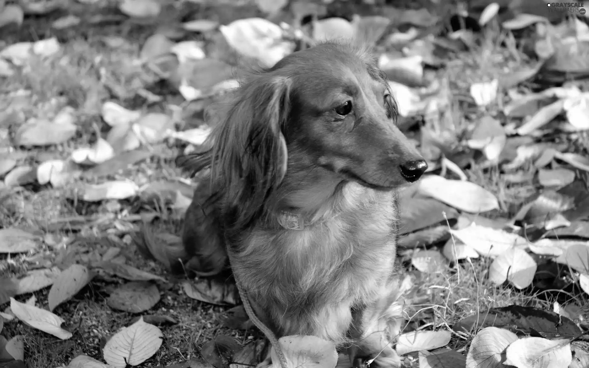 autumn, dog, dachshund, Leaf