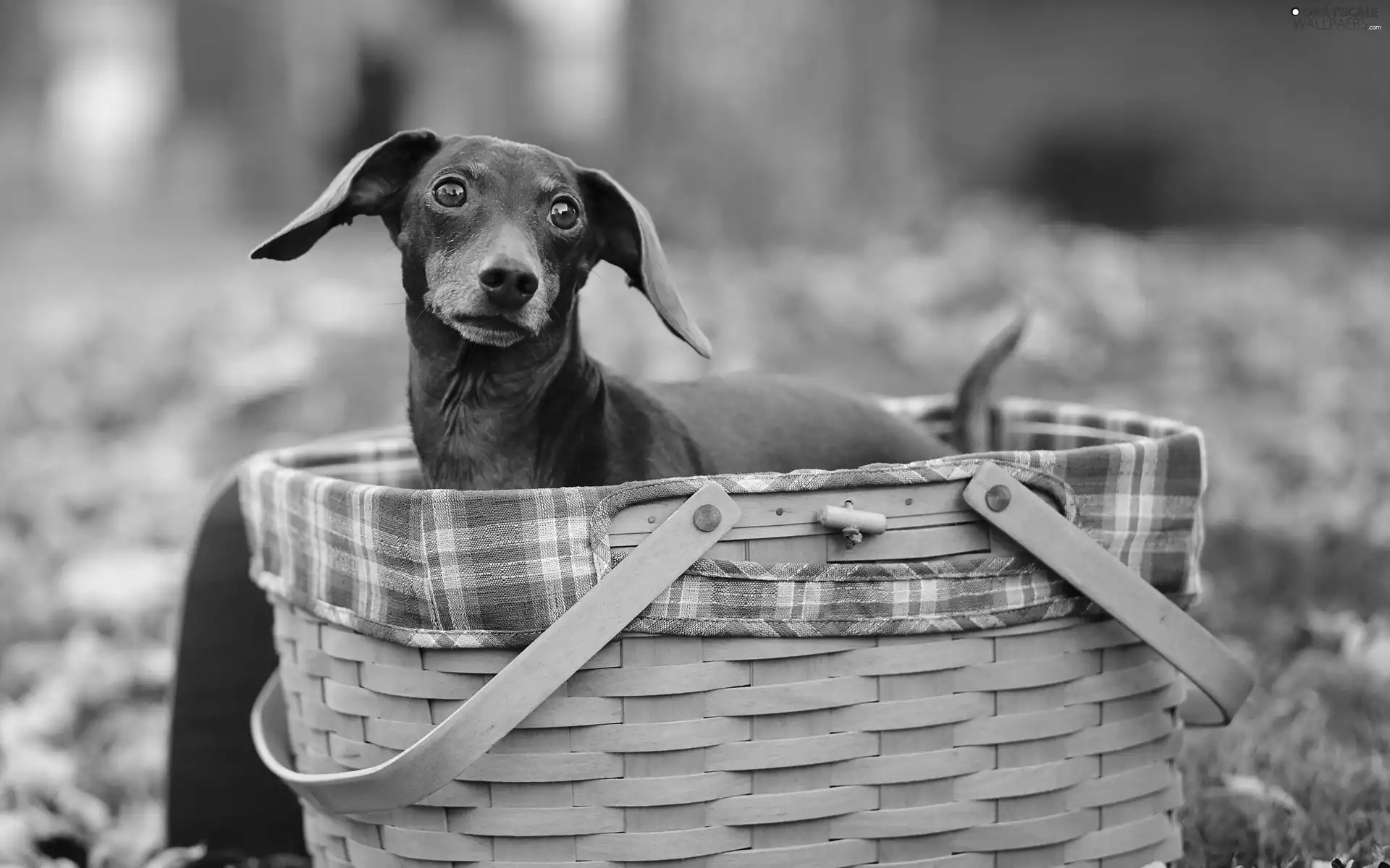 basket, dachshund
