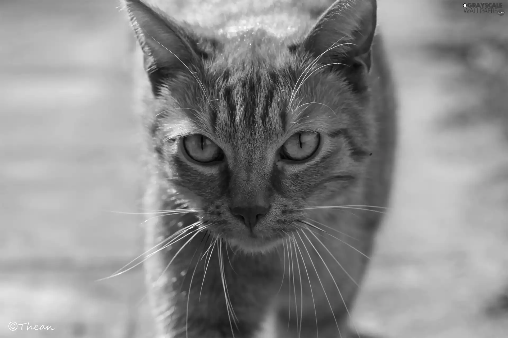 dachshund, ginger, cat