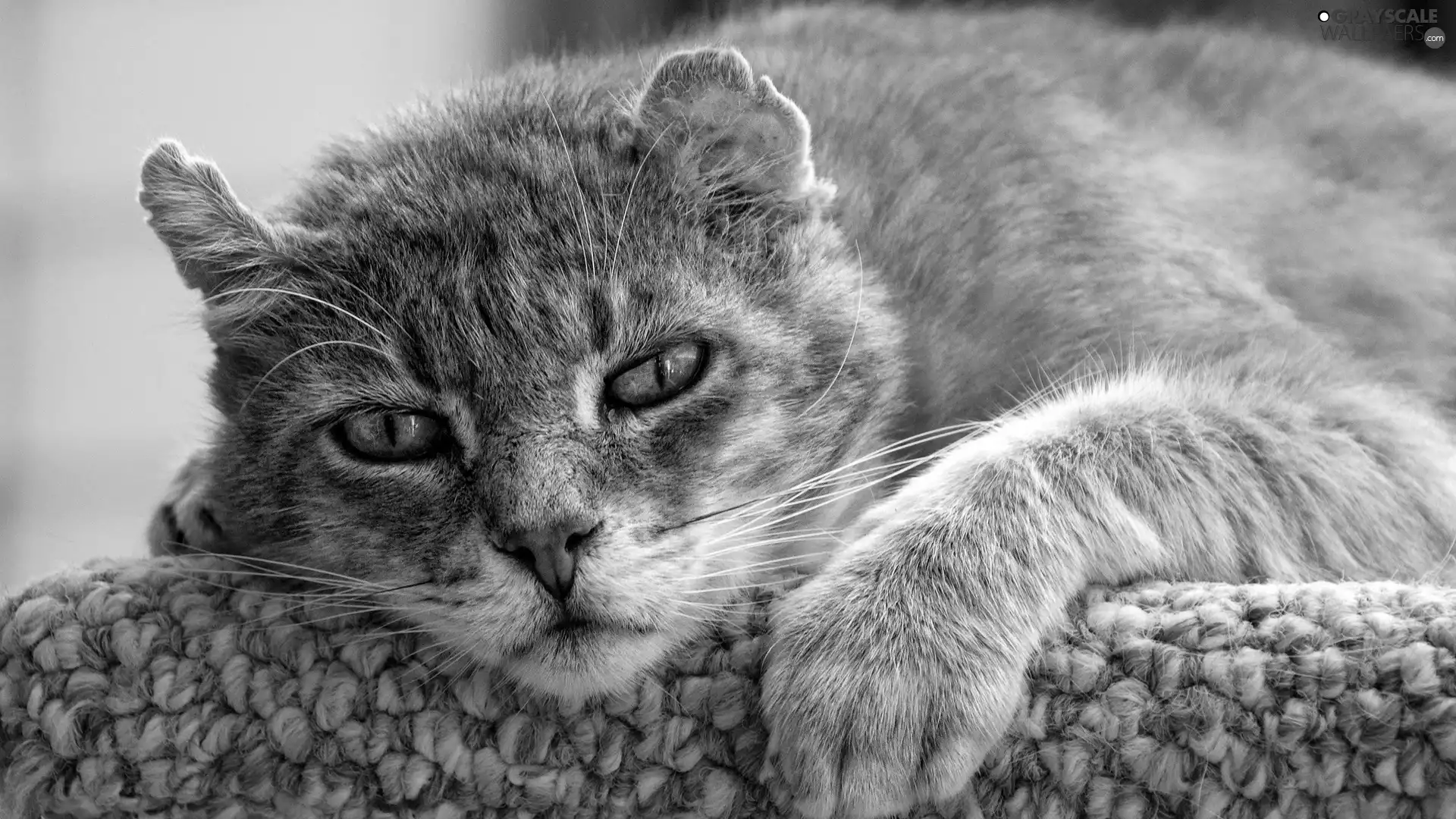 dachshund, Gray, cat