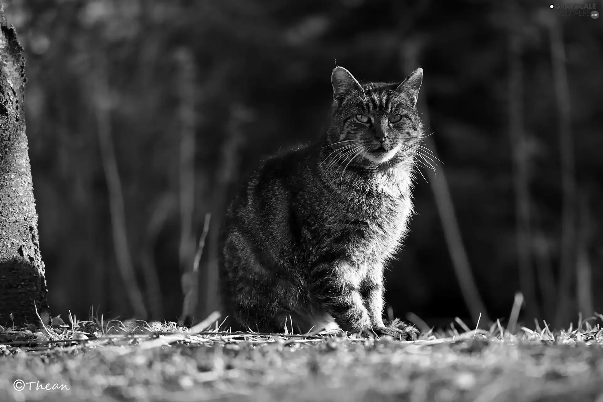 dachshund, wild, cat