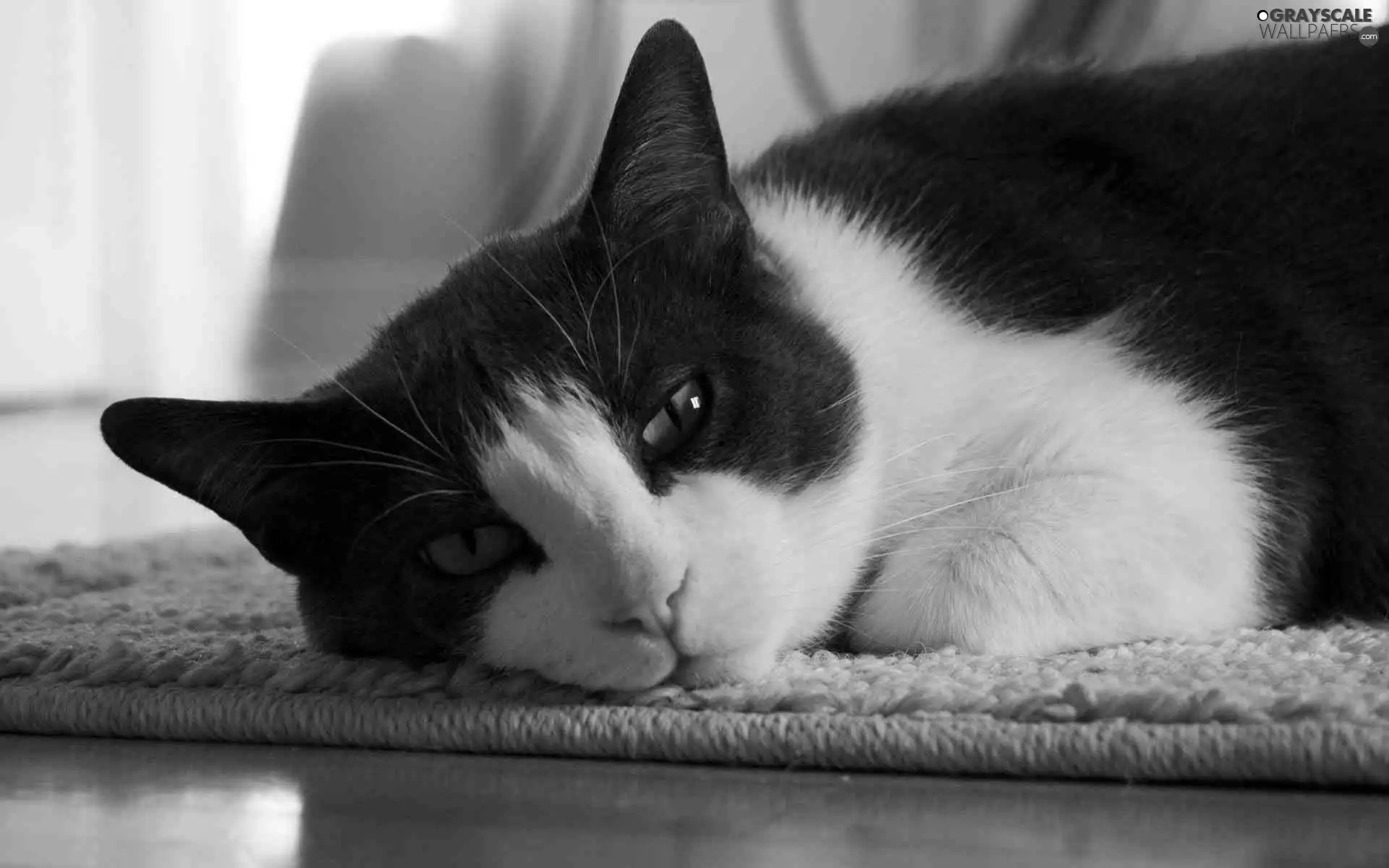 cat, dachshund