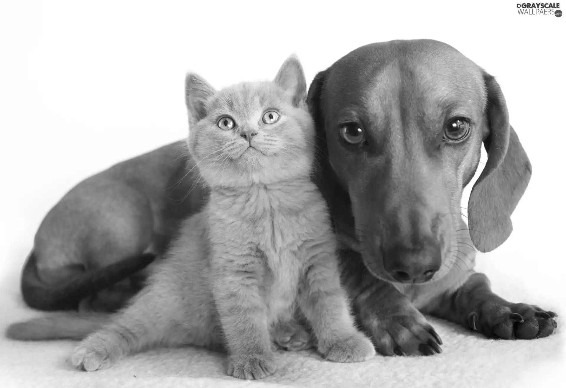 Gray, doggy, dachshund, kitten