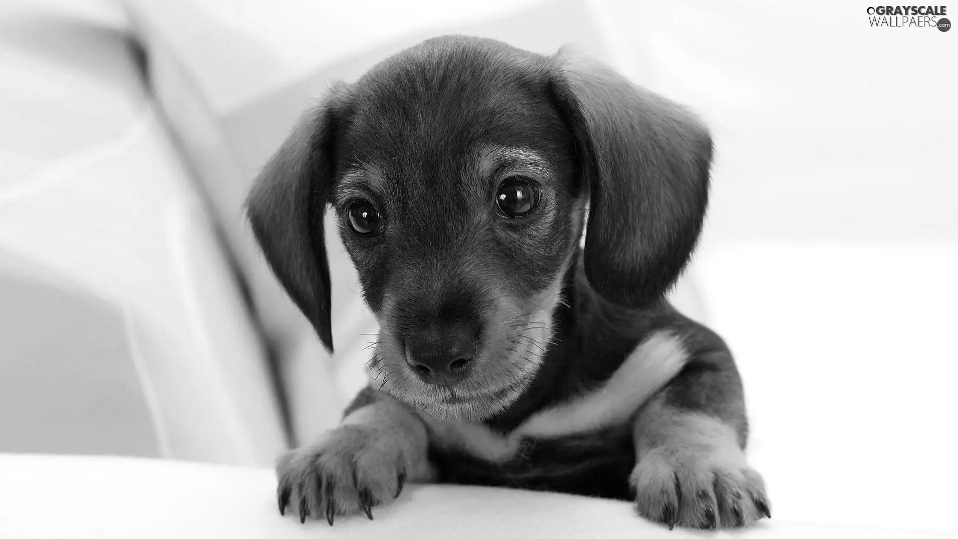 dachshund, beautiful, small