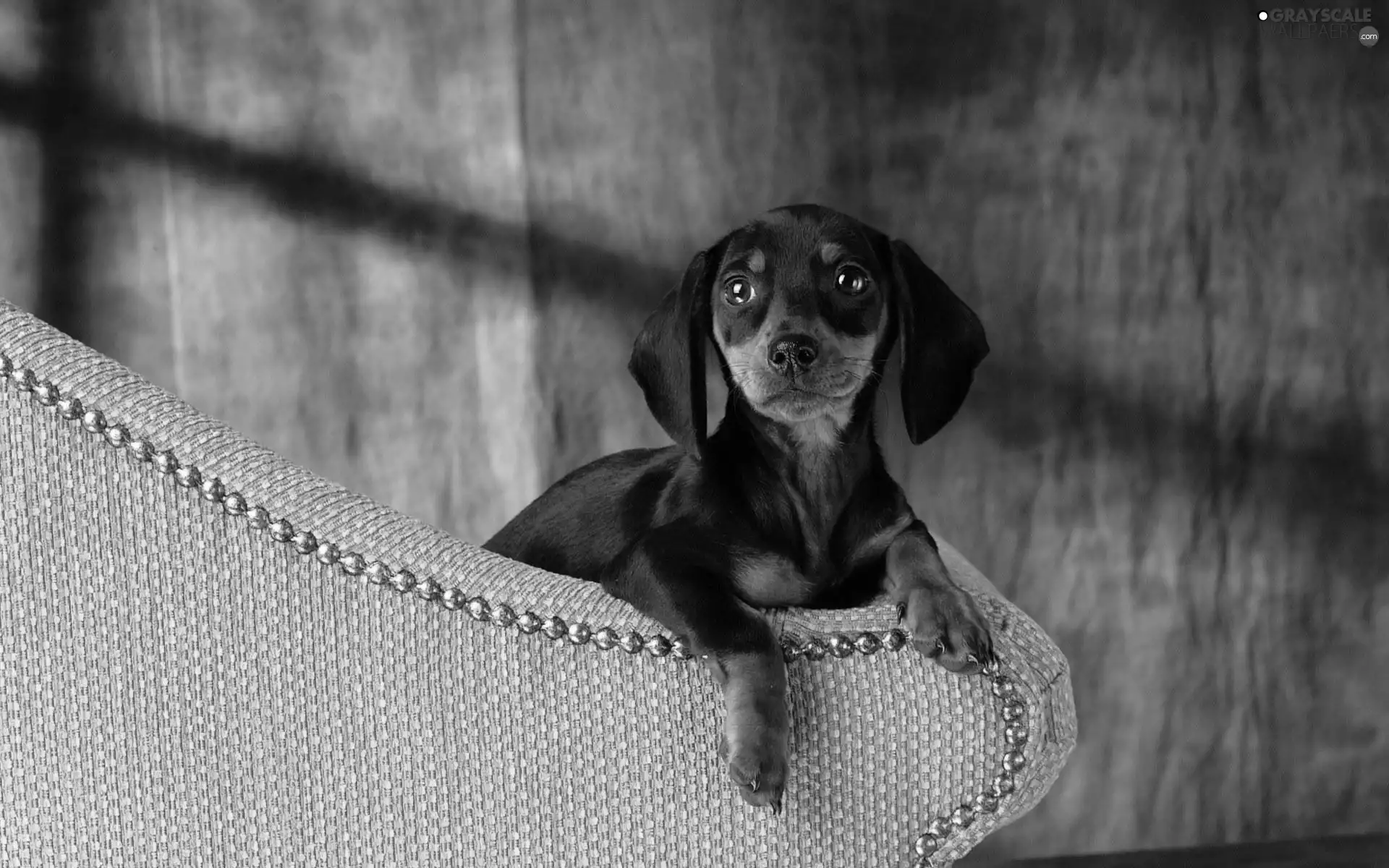 Dachshund Shorthair, Sofa